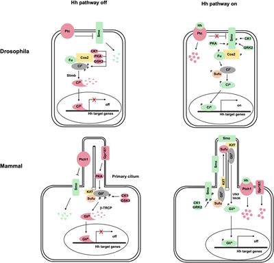 Gli Phosphorylation Code in Hedgehog Signal Transduction